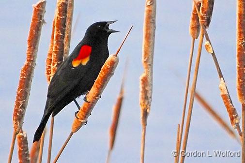 Bird On A Cattail_DSCF00396.jpg - Red-winged Blackbird (Agelaius phoeniceus) photographed along the Rideau Canal Waterway near Merrickville, Ontario, Canada.